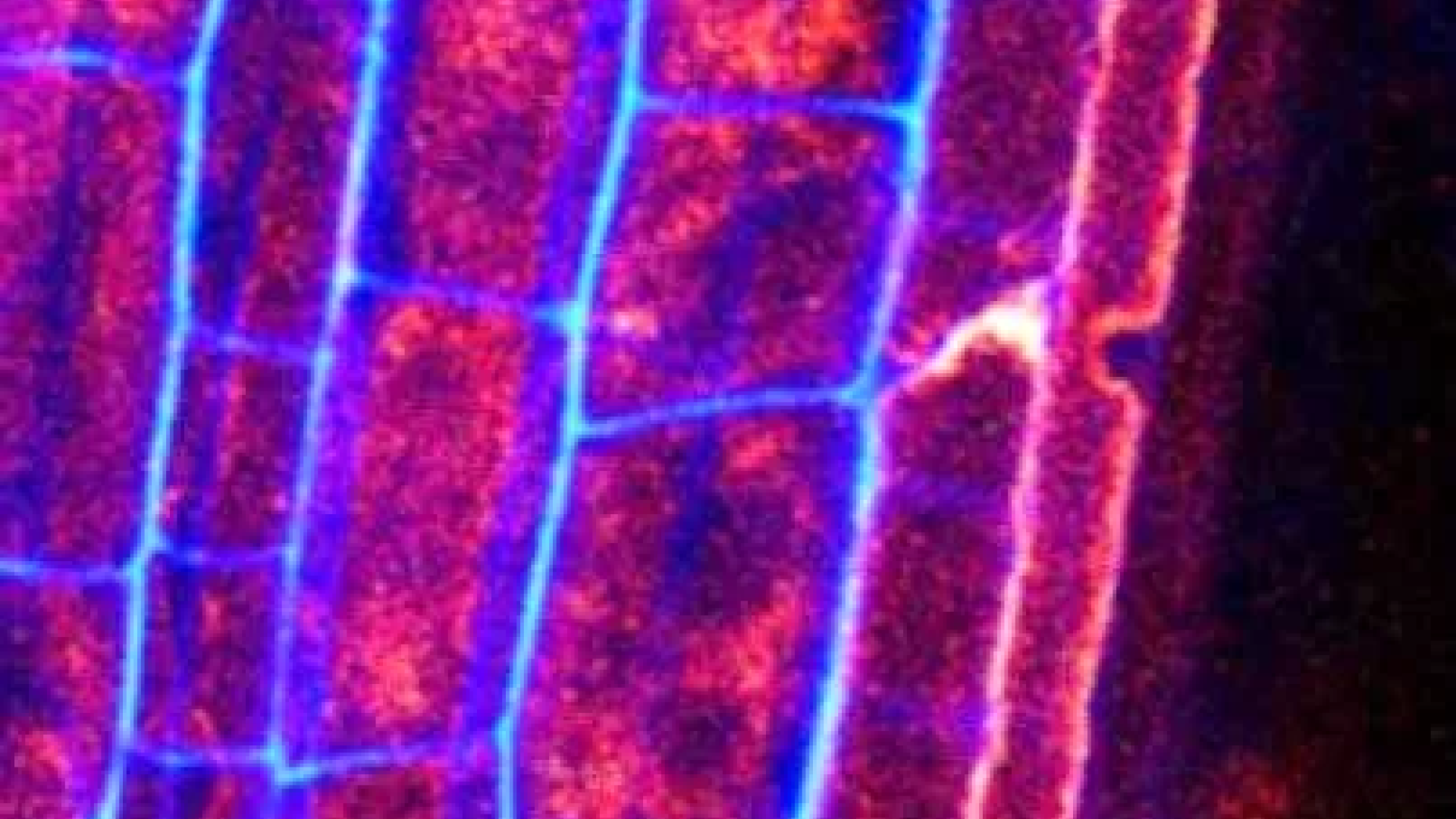 Confocal microscope image of Plant Root