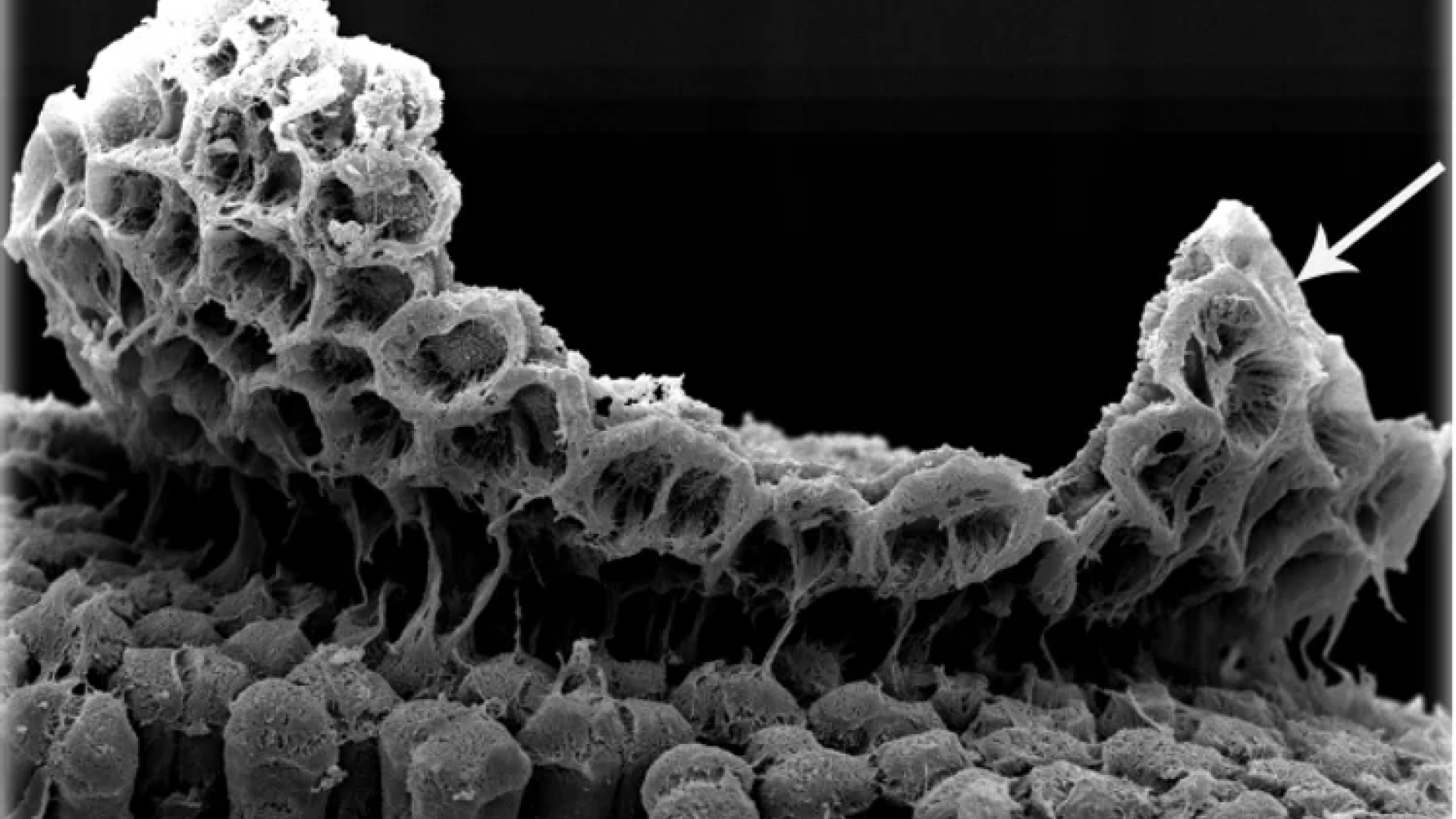 SEM microscope image of Ascophyllum Shedding