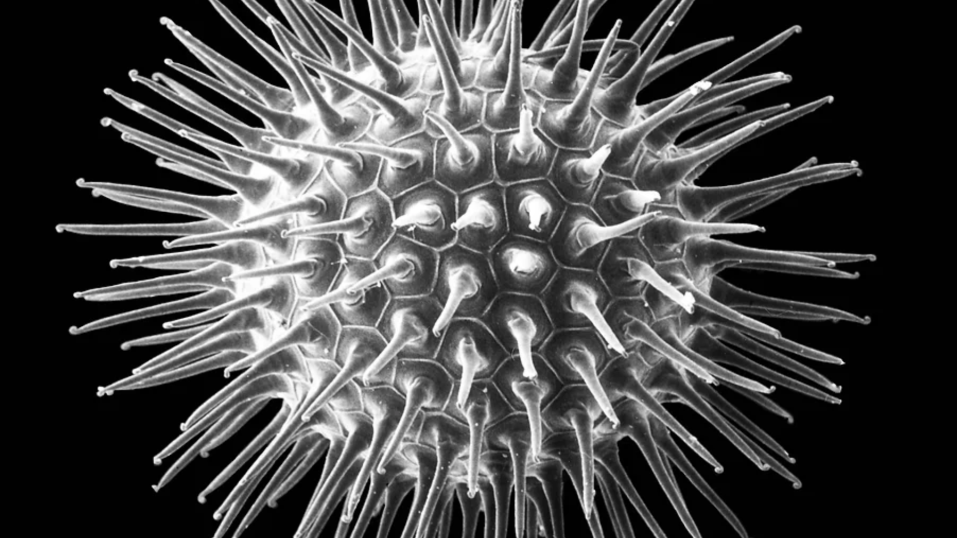 SEM microscope image of Chiton Egg