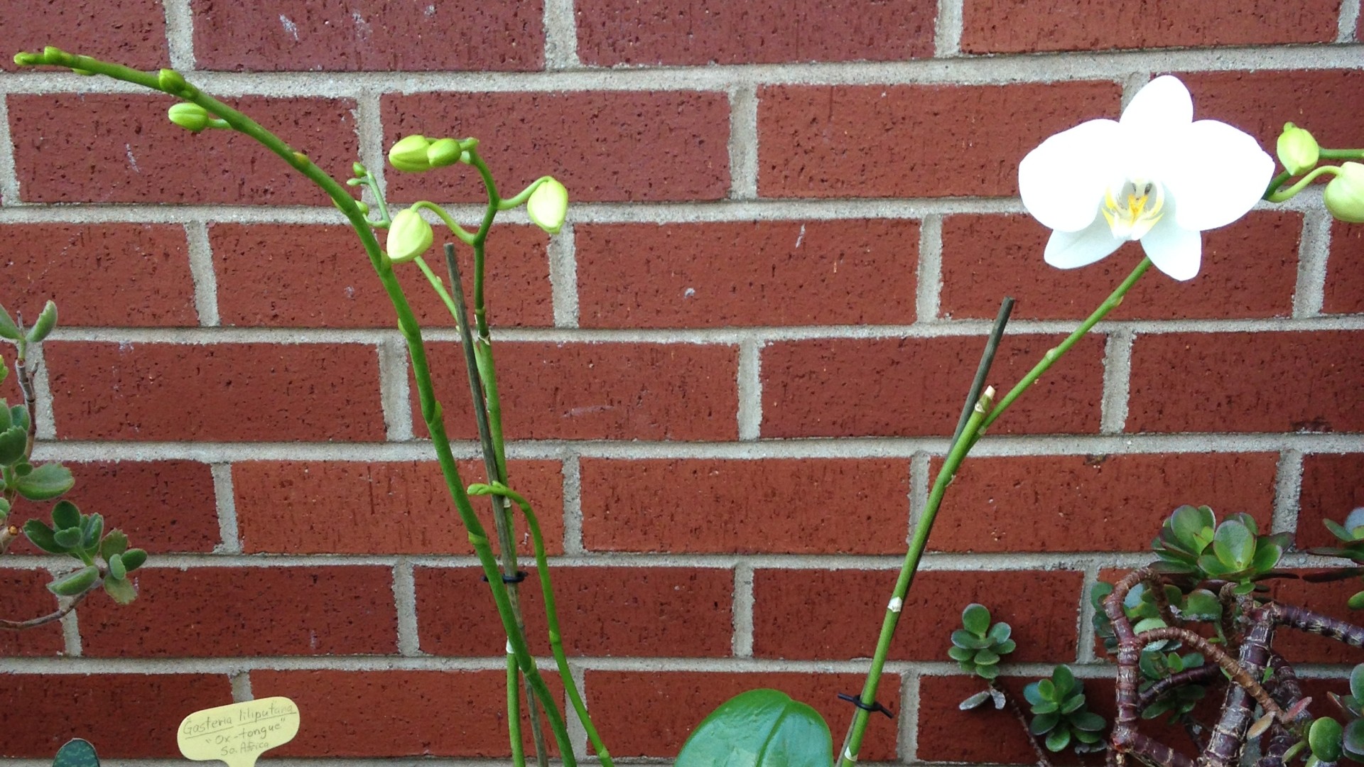 Flowers in the StFX Greenhouse