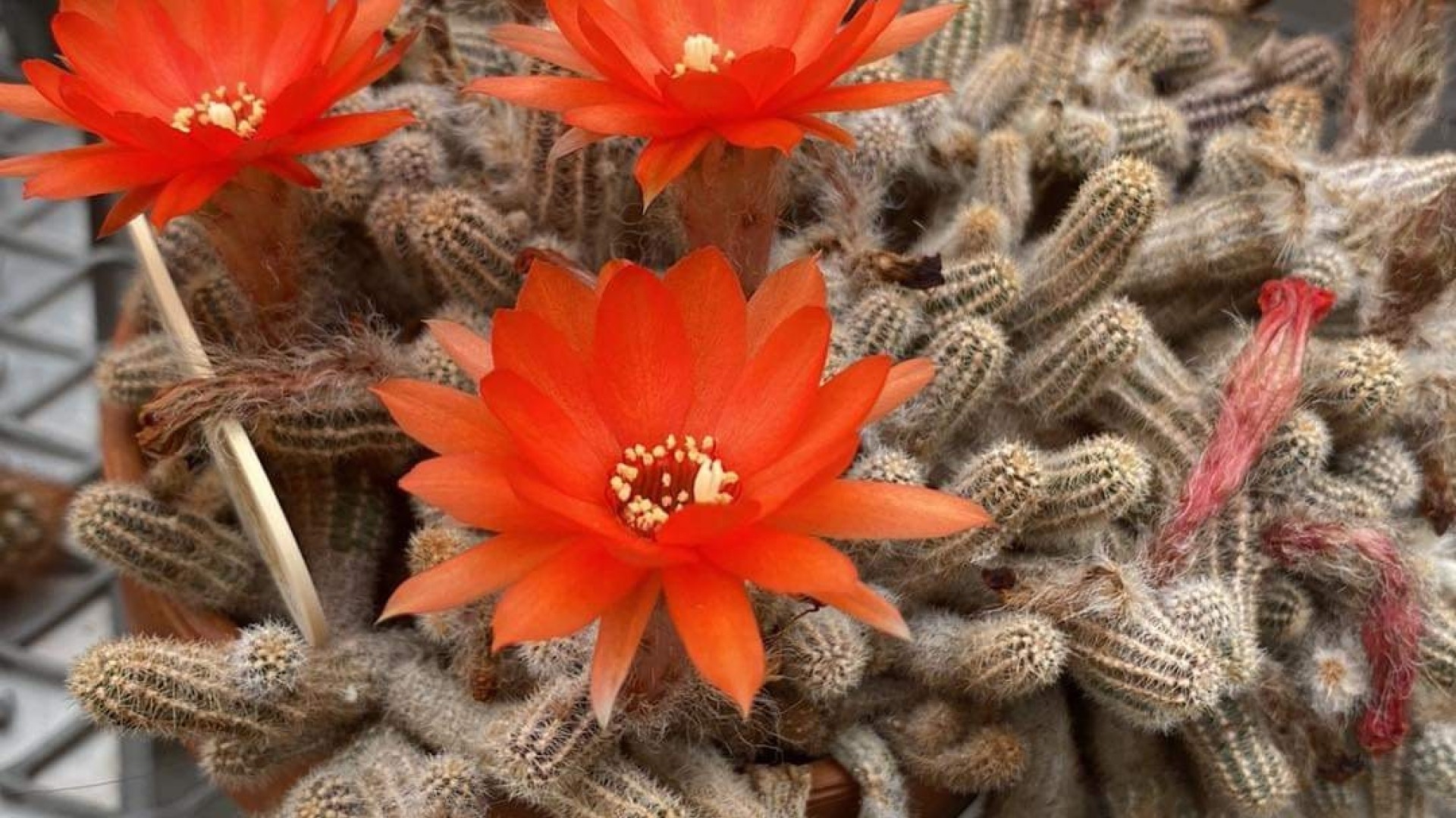 Peanut Cactus in the StFX Greenhouse