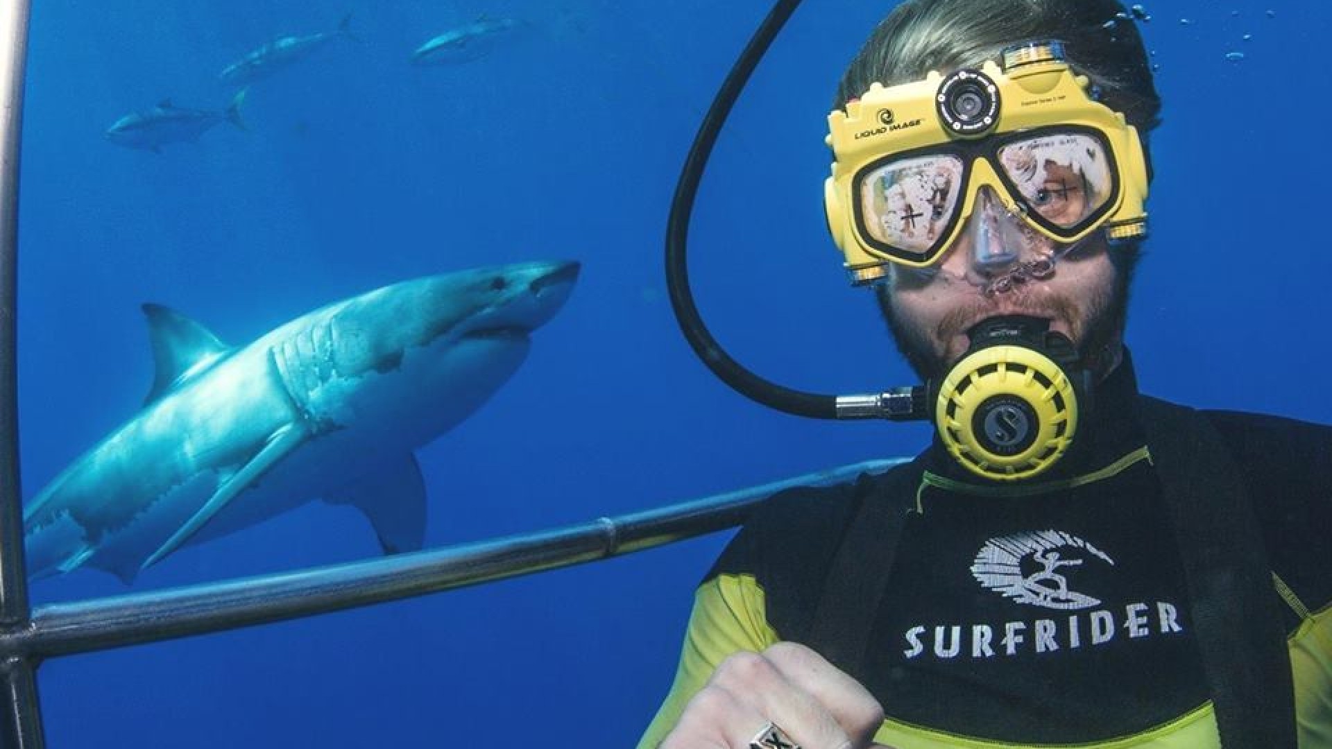 Aquatic Resources Professional Swimming with Sharks 