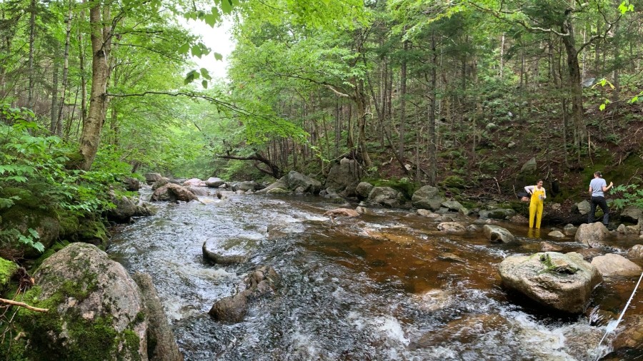 People standing by a river in a forest