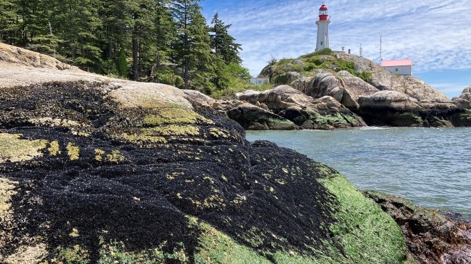 BC mussels and light 