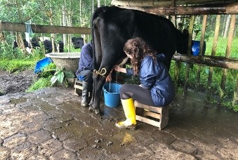 People milking a cow