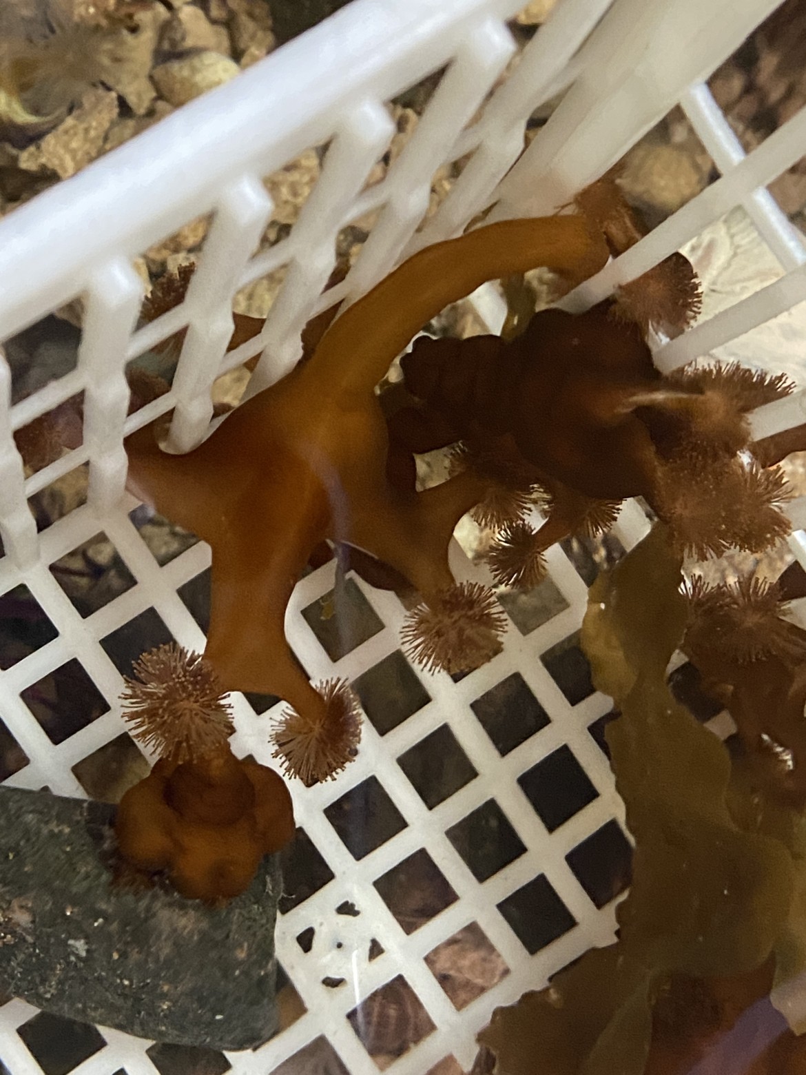 Picture of a Stalked Jellyfish from Newfoundland