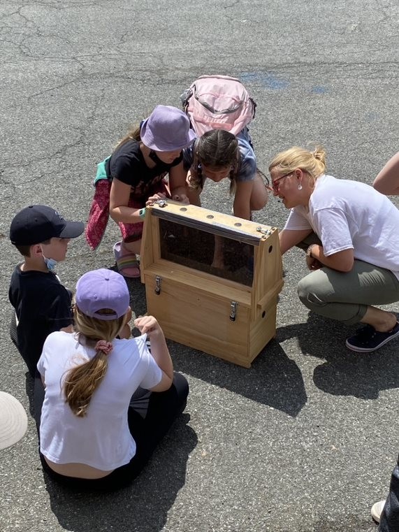 School Students Observing an Apiary