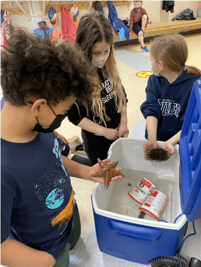 Students Grabbing Starfishes and Sea Urchins