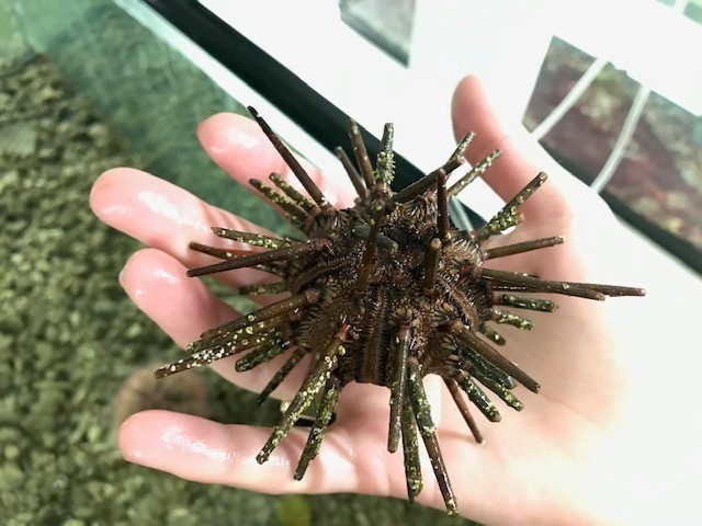 Picture of a Live Pencil Sea Urchin