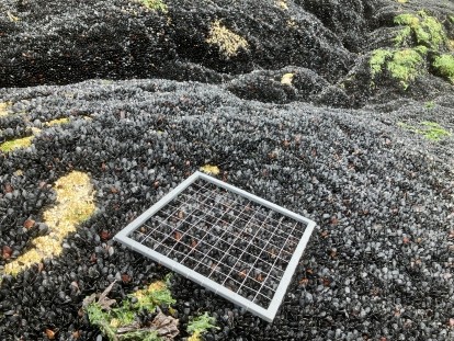 recolonizing mussels