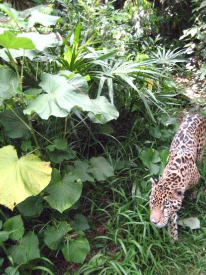 Jaguar in the jungle